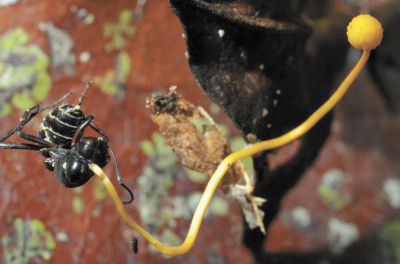 Chez les abeilles, les chercheurs ont trouvé deux suspects : un virus appartenant à la famille des Iridoviridae et un champignon microscopique unicellulaire Nosema ceranae. – photo courtoisie