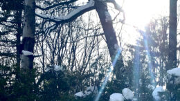 le sommeil de la forêt, journal des citoyens