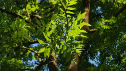 Foret en danger - journal des citoyens